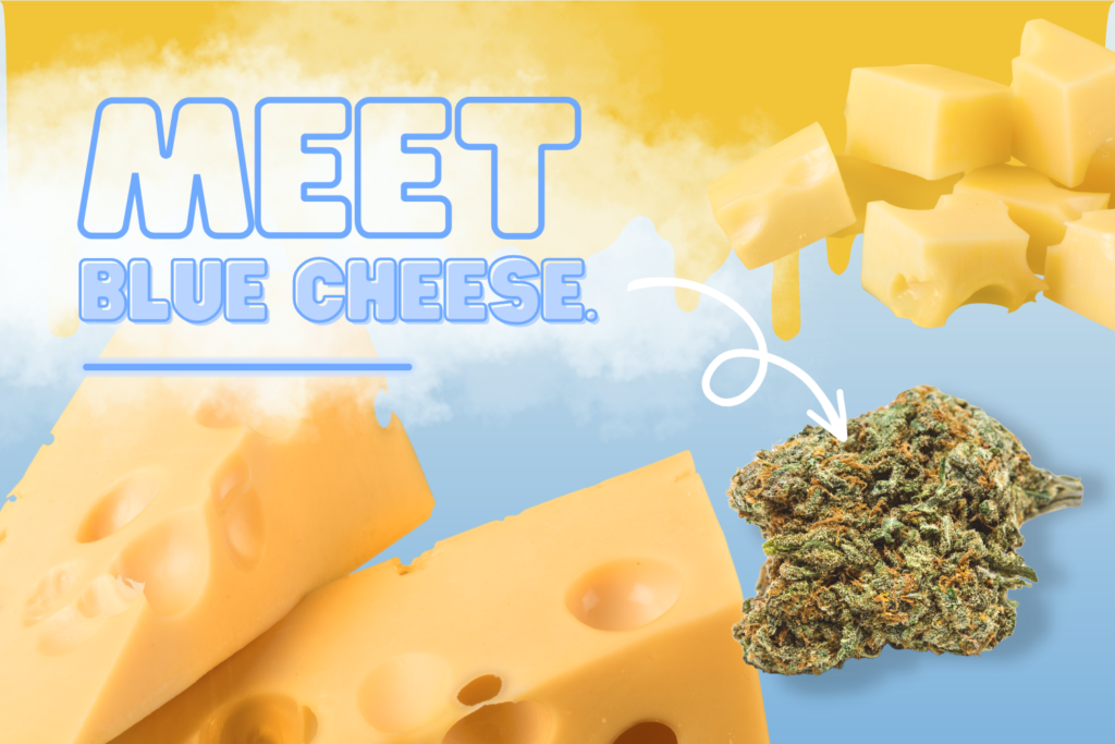 blue cheese best same day weed delivery near me ontario