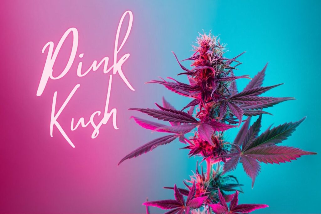 pink kush indica same day weed delivery