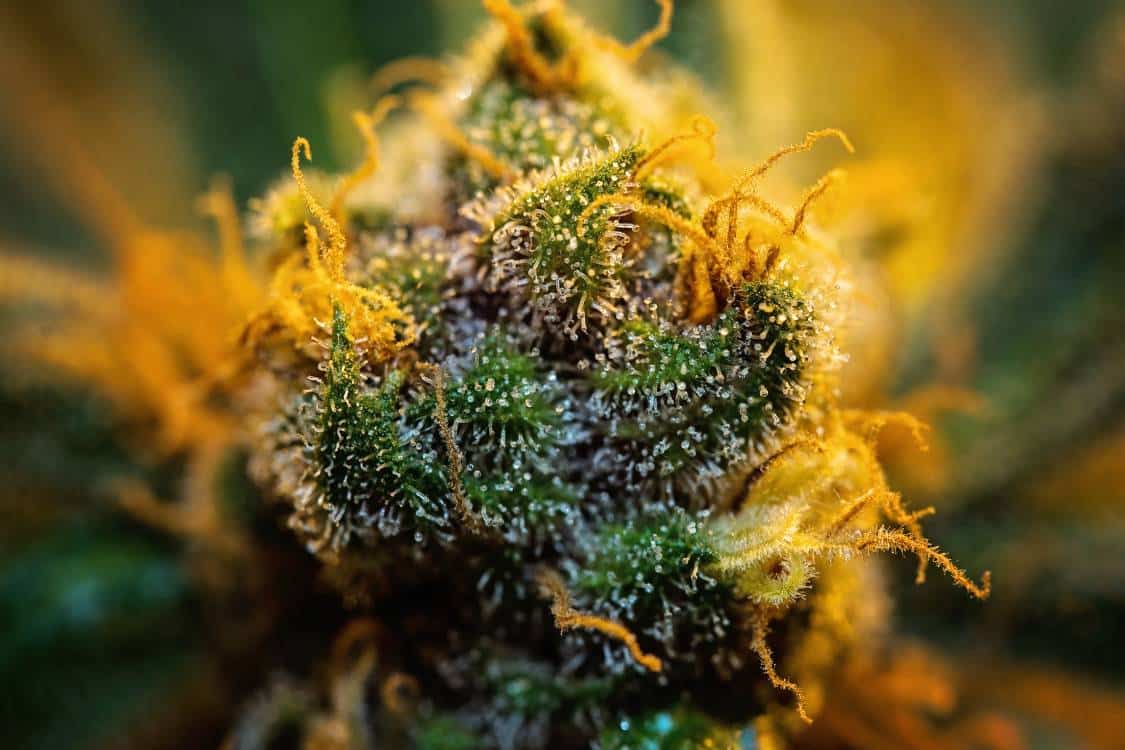 best same day tri city weed delivery near me ontario
