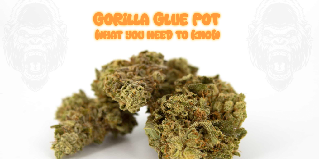 gorilla glue pot