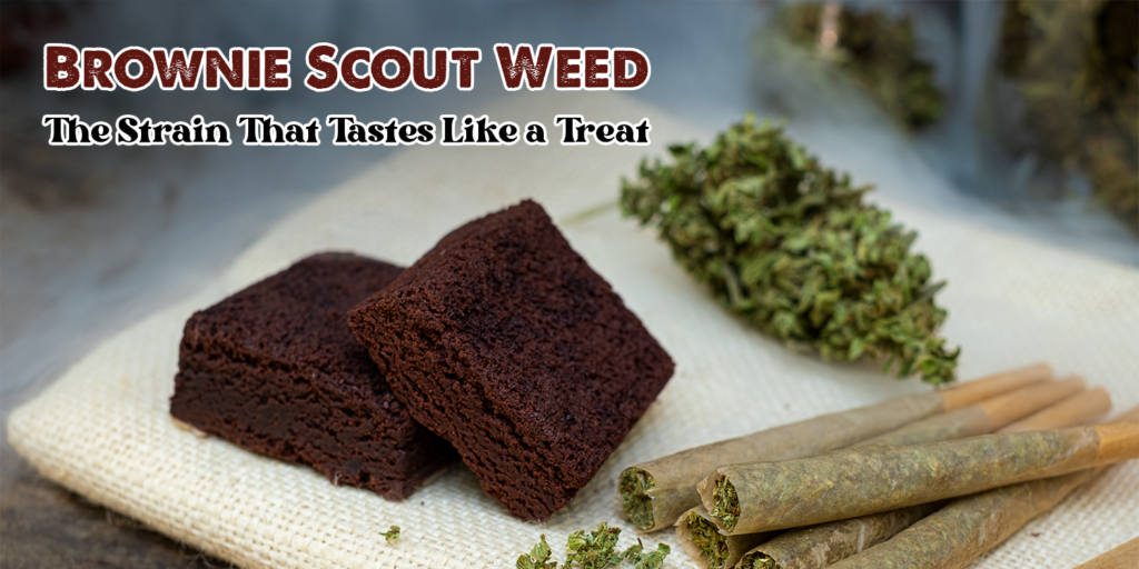 Brownie Scout weed strain