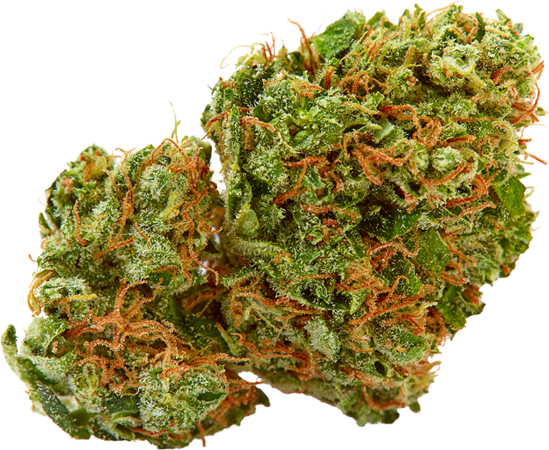 A simple weed strain for Hamilton