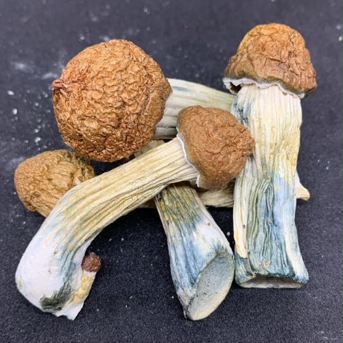 Aztec God Magic Mushrooms