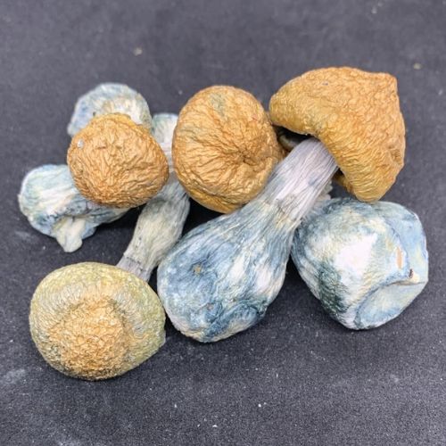 Jedi Mind Fuck Magic Mushrooms